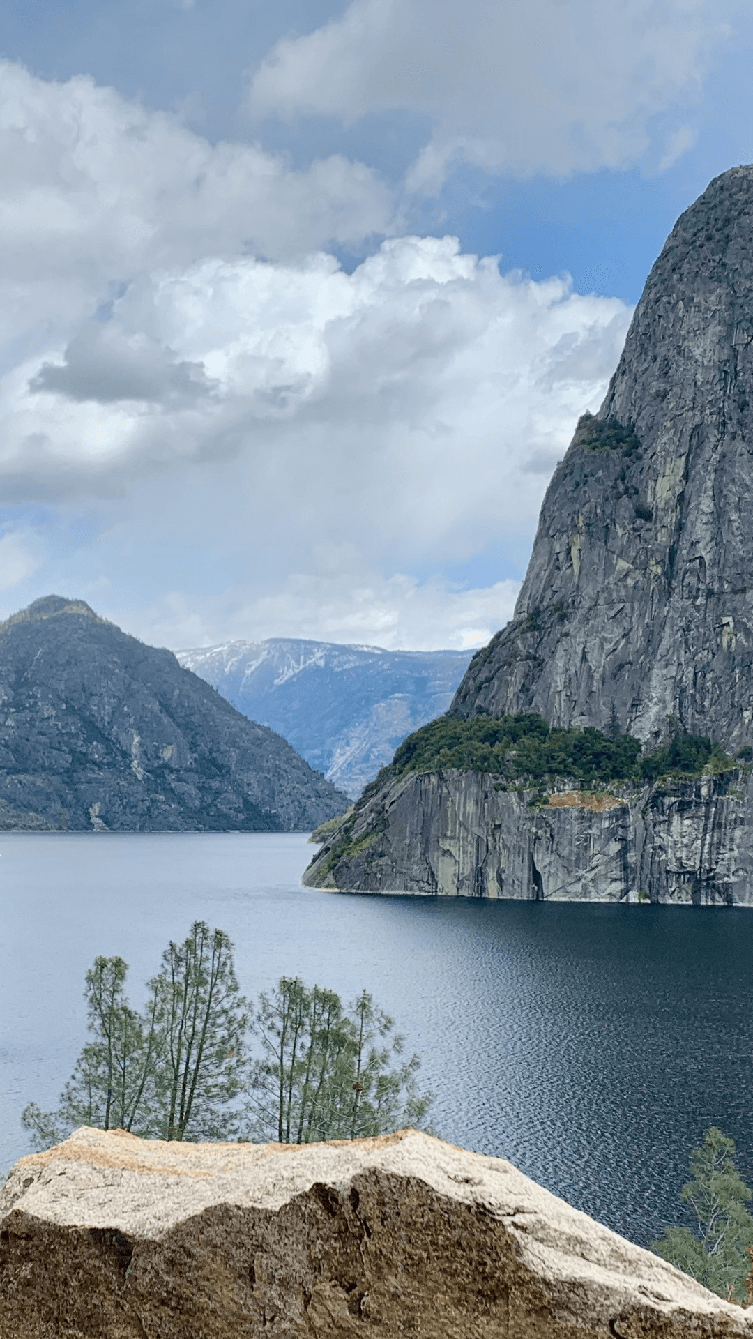 Redwood Forest Background